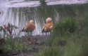 Ruddy Shelduck