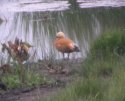 Ruddy Shelduck