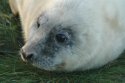 Grey Seal
