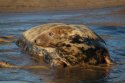 Grey Seal