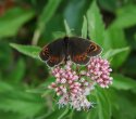 Scotch Argus