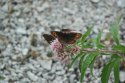 Scotch Argus