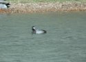 Scaup