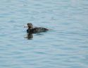 Common Scoter