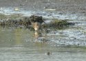 Spotted Crake