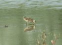 Spotted Crake