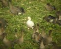 Snow Goose