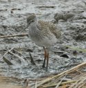 Juv Redshank