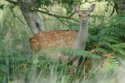 Sika Deer