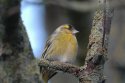 Siskin