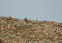 Shore Lark