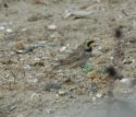 Shore Lark