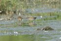 Snipe