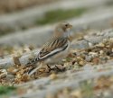 Snow Bunting