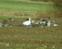 Snow Goose