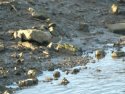 Spotted Sandpiper