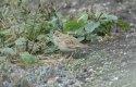 Short Toed Lark