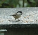 Willow Tit