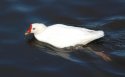 Leucistic Moorhen