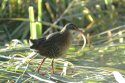 Water Rail