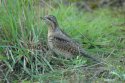 Wryneck