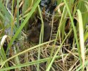 Water Vole