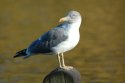 Yellow Legged Gull ssp