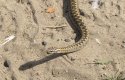 Adder