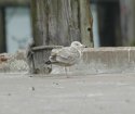 American Herring gull