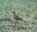 American Robin