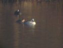 Amwell Smew