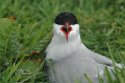 Artic Tern
