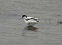 Avocet
