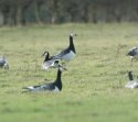 Barnacle Goose