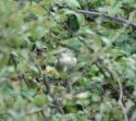 Barred Warbler