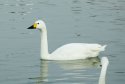Bewick's Swan