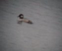 Bufflehead