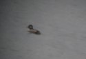 Bufflehead