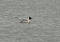 Black Headed Gull