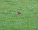 Blyth's Pipit