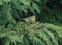 Blackpoll Warbler