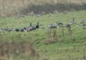 Black Brant
