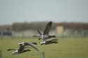 Brent Geese