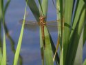 Brown Hawker