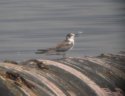 Black Tern