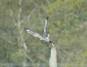 Buzzard