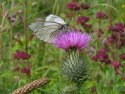 Black Veined White