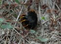 Fox Moth Caterpillar