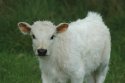 Chillingham Cattle