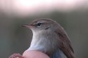 Cetti's Warbler
